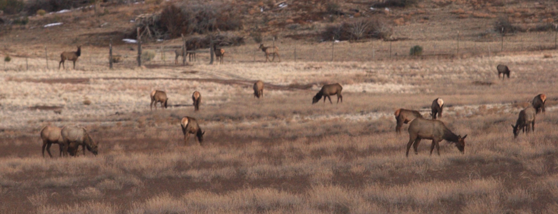 Elk herd